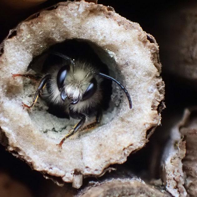 Photo of a mason bee emerging from a cardboard tube