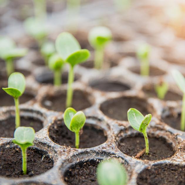 Seed starting 101 green seedlings in soil trays