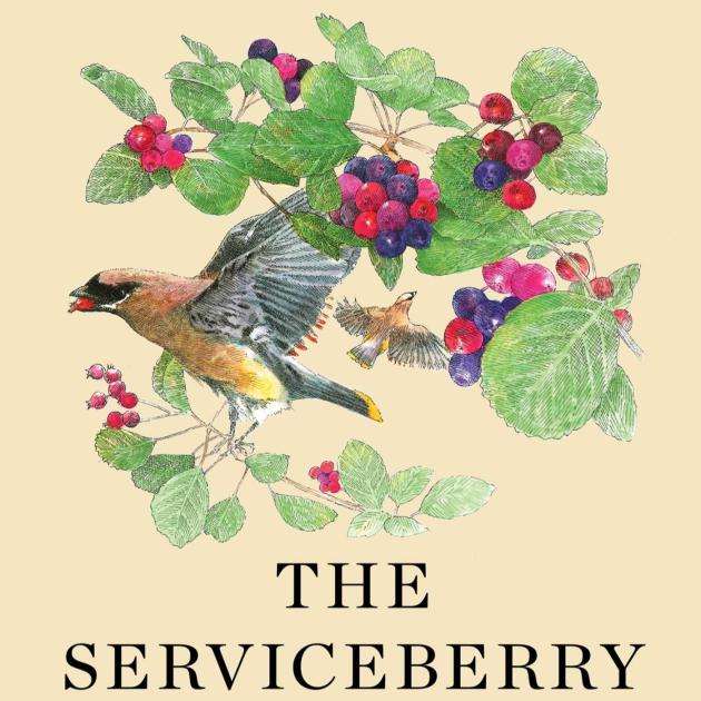 The Serviceberry Pencil colour drawing of a bird flying amidst leaves and bright-coloured berries