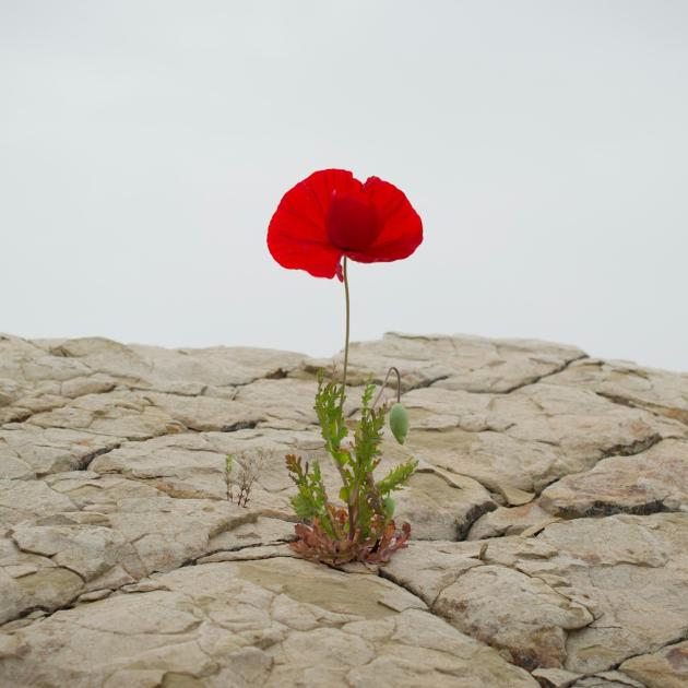 A red flower grows out of dry, rocky ground