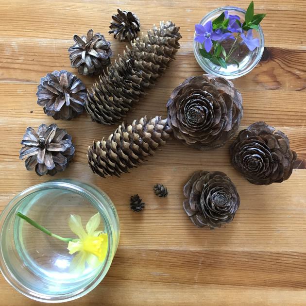 10 pinecones of various sizes, plus 2 glasses of water with small flowers in them