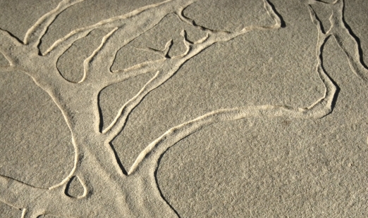 Tree branches that look like they were drawn in sand