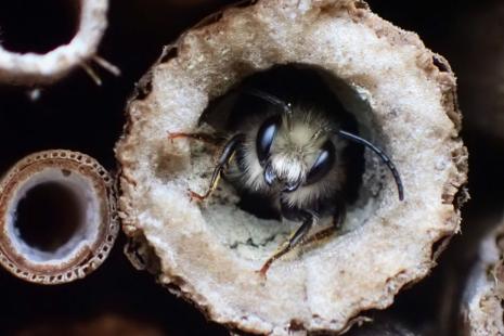 Picture of a mason bee emerging from a cardboard tube