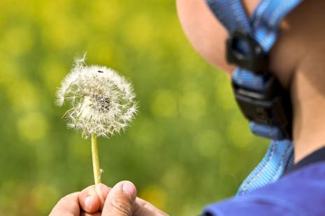 Picture of a person holding a dandelion with white seedlings 