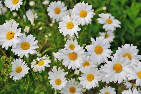 A bunch of white daisies